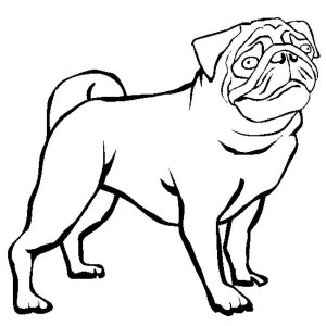 300x300 Drawn Pug Outline