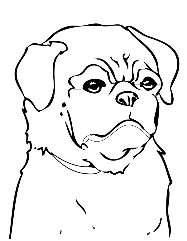600x773 Chinese Pug Coloring Page Color Luna