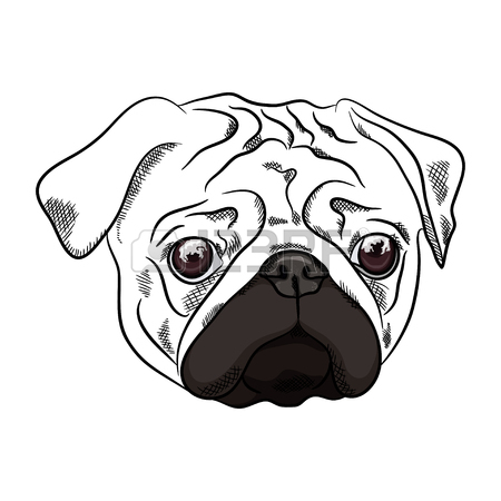 450x450 Outline Sketch Of French Bulldog Head On White Background. Vector