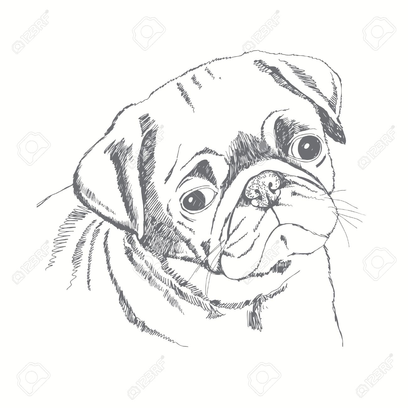 1300x1300 Pug Dog Face. Hand Drawn Vector Illustration. Sketch. Royalty Free
