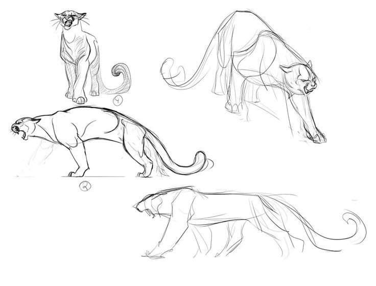 736x560 Cougar Illustration Concepts 1 By ~davidsdoodles