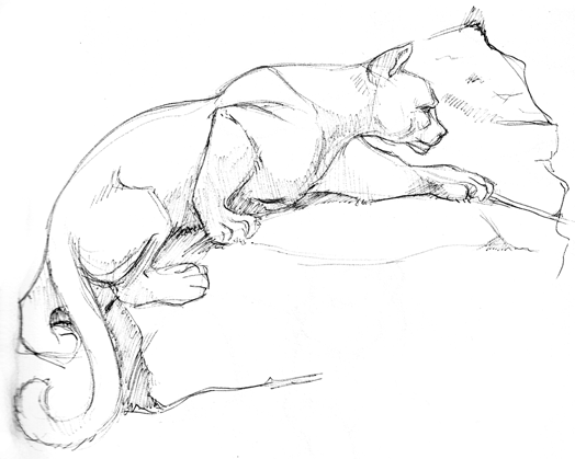 524x419 Puma Study By Kingjackalope