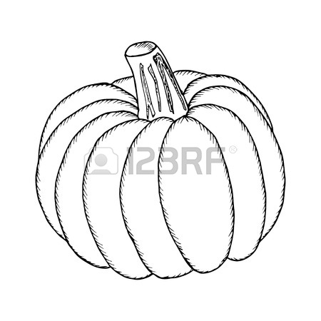 450x450 Pumpkin Vector Drawing Set. Isolated Outline Vegetable, Plant