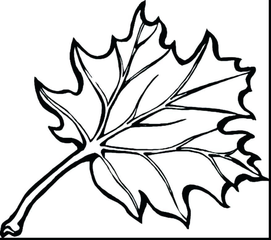 Pumpkin Leaf Drawing at GetDrawings | Free download