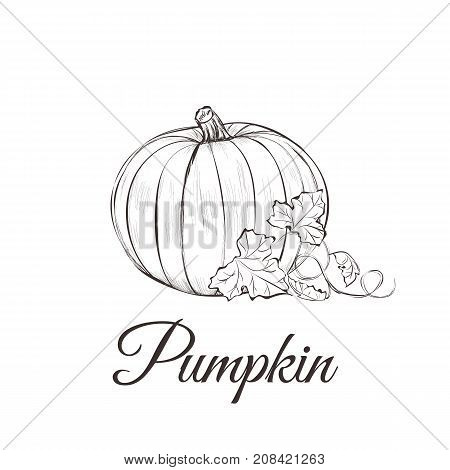 450x470 Pumpkin Images, Illustrations, Vectors