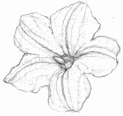 432x407 Pumpkin Flower Drawing Free Design Templates