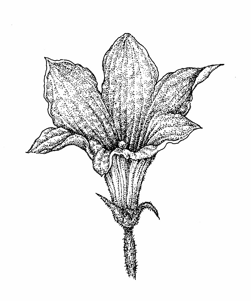 836x1000 Pumpkin Flower Drawing Ebook