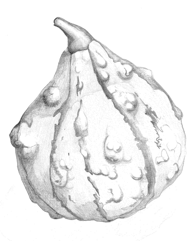 623x779 Pumpkin Illustration