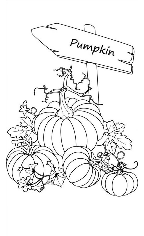 600x980 Pumpkins, Sign Of Pumpkins Garden Coloring Page Patterns
