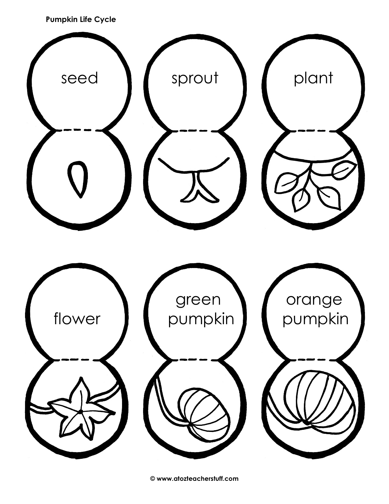 1275x1651 Life Cycle Of A Pumpkin