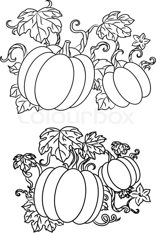 538x800 Drawn Pumpkin Leaf