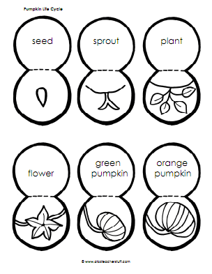 304x393 Pumpkin Life Cycle Sequencing Activity Printable And Lesson Plan