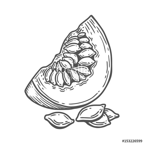 Pumpkin Seeds Drawing at GetDrawings | Free download