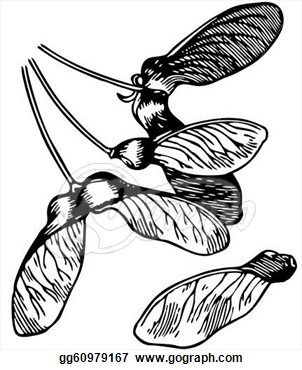 302x370 David Pumpkin Seeds Images