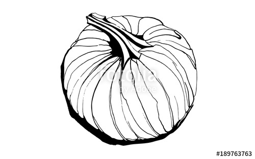 500x313 Pumpkin, Seeds And Flowers Stock Image And Royalty Free Vector