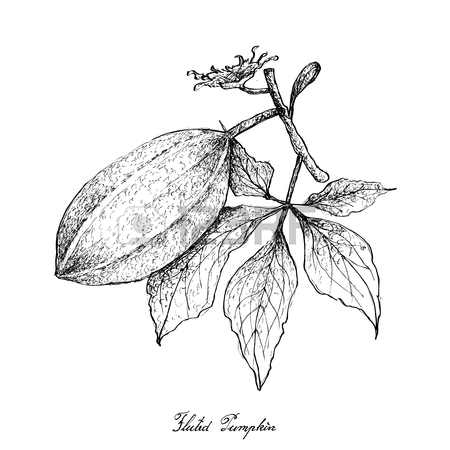 450x450 487 Pumpkin Vine Stock Illustrations, Cliparts And Royalty Free