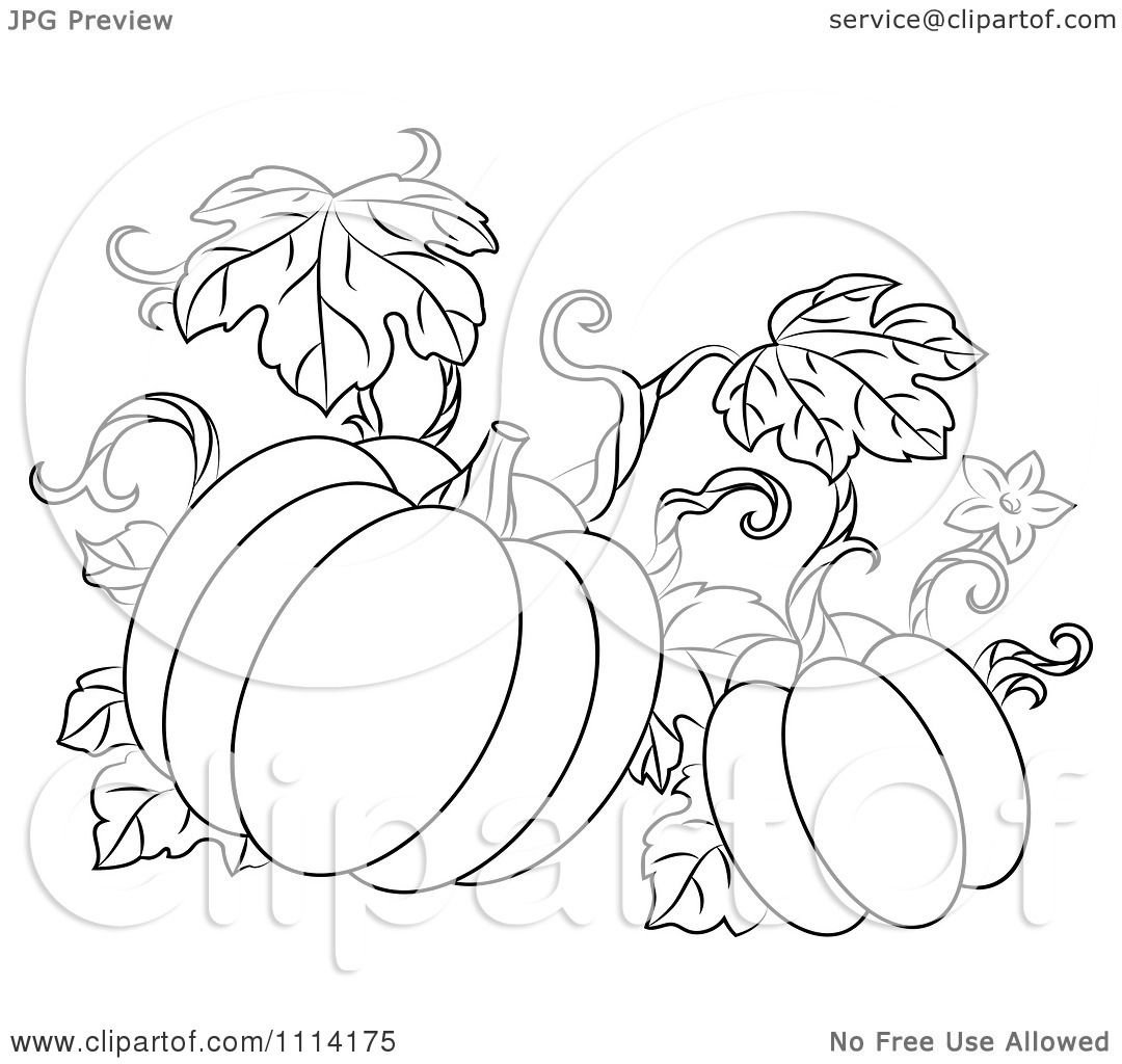 1080x1024 Clipart Outlined Pumpkin Vine