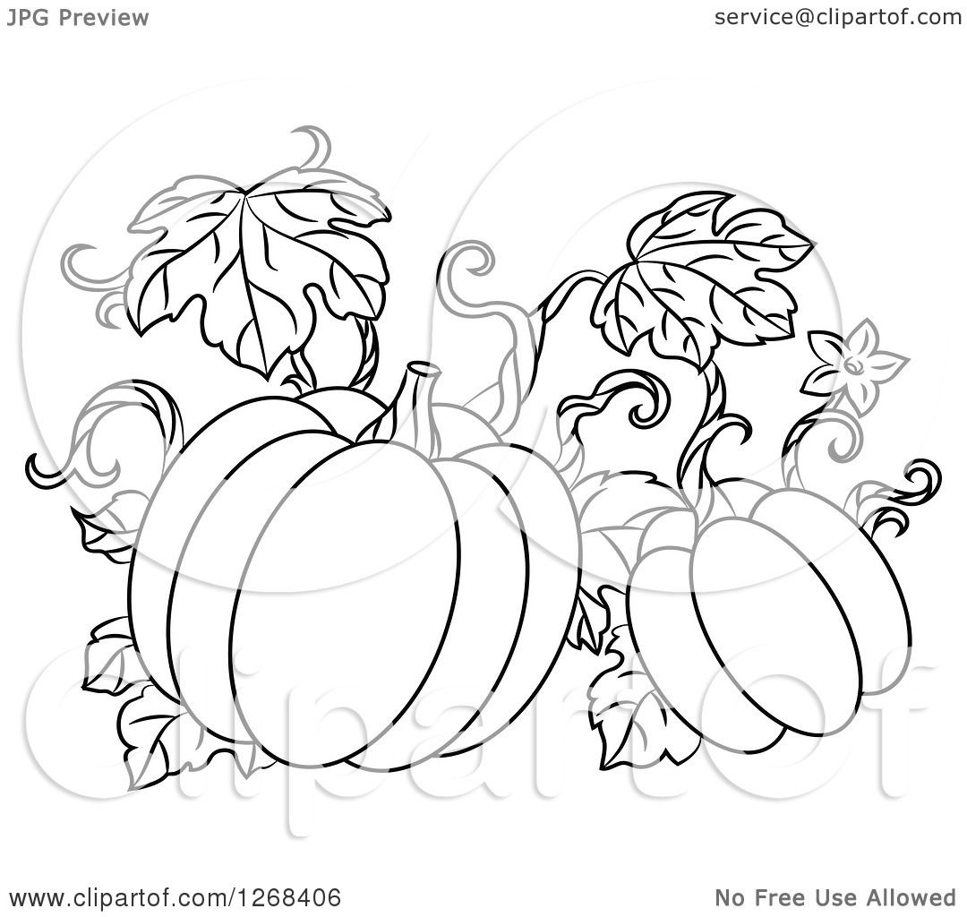 1080x1024 Clipart Of A Black And White Pumpkin Vine