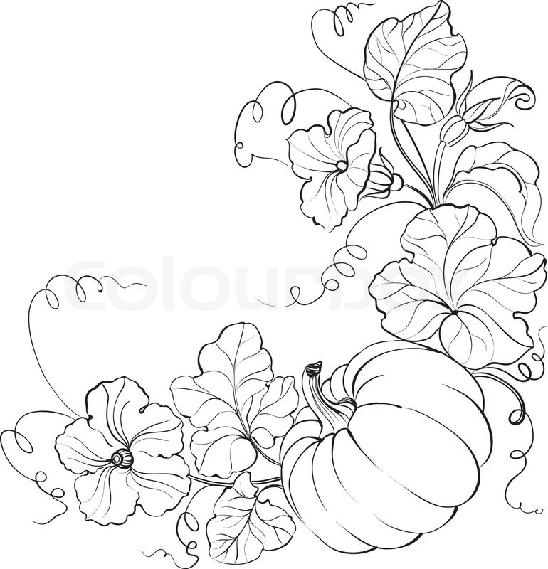 770x800 Pumpkin Vegetable Stock Vector Colourbox