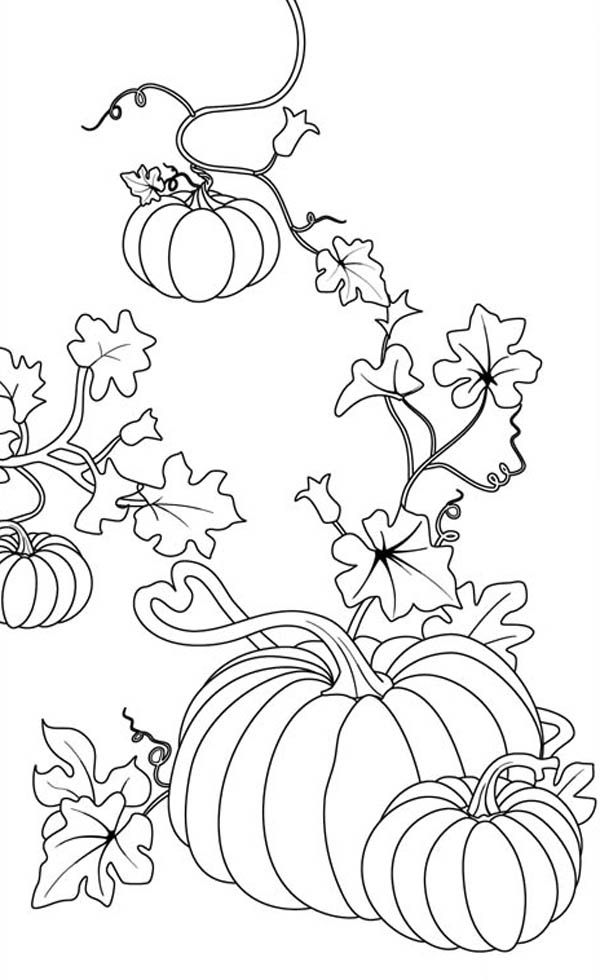 600x980 Pumpkins, Pumpkins Coloring Page Pumpkins Coloring Pagefull Size