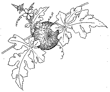 353x295 Watermelon Plant Clipart Black And White