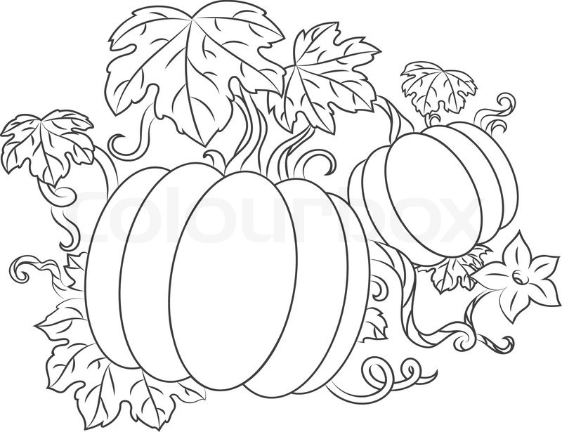 800x615 Pumpkins Harvest Stock Vector Colourbox
