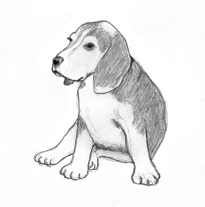 709x718 Dog Sketches