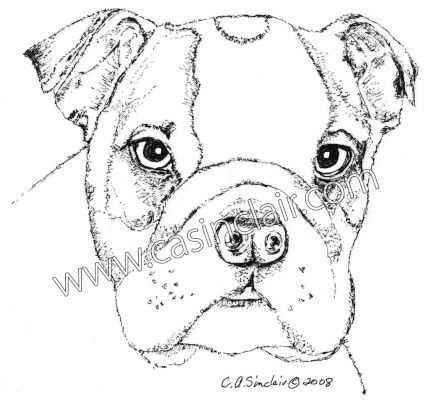 427x404 English Bulldog Puppy Dog Portraits, Dog Paintings, Dog Drawings