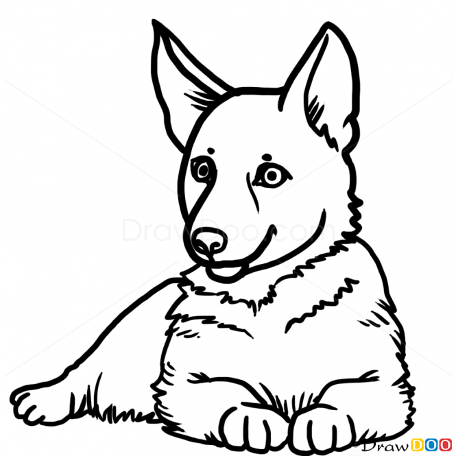 665x665 Gallery Puppy Dog Drawings,
