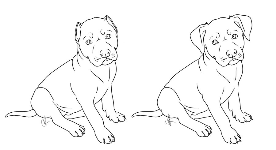 900x490 Drawing Pit Bulls Pitbull Puppy Drawing Drawings Pitbulls