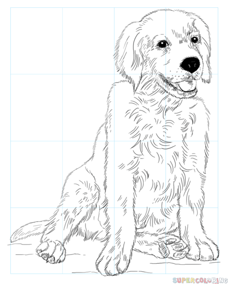 462x575 How To Draw A Golden Retriever Puppy Step By Step Drawing Tutorials