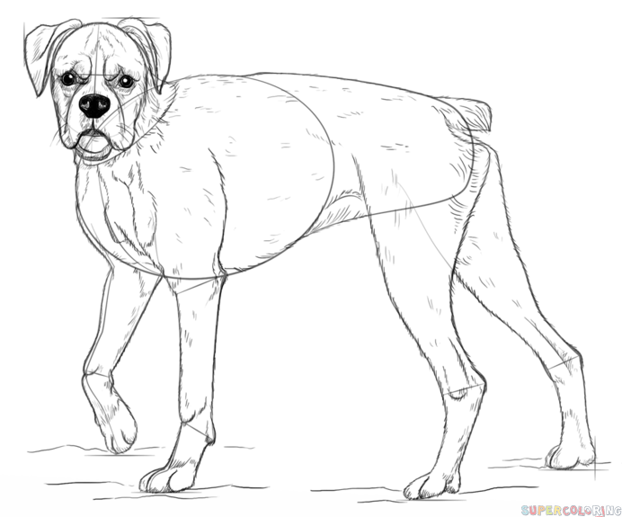 692x575 Drawing How To Draw A Realistic Puppy Face Also How To Draw