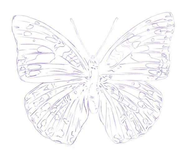 600x504 How To Draw A Butterfly