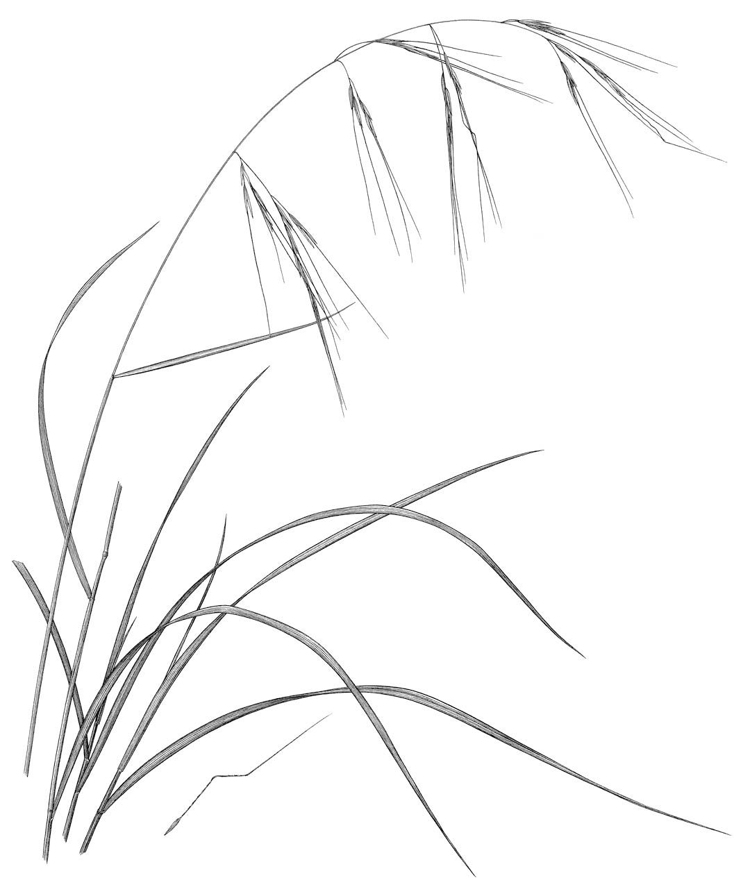 1080x1291 Gardening With California's Monocots Grasses Grasses, Tattoo