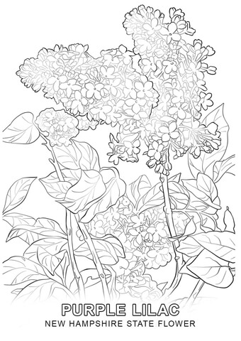 340x480 New Hampshire State Flower Coloring Page Free Printable Coloring