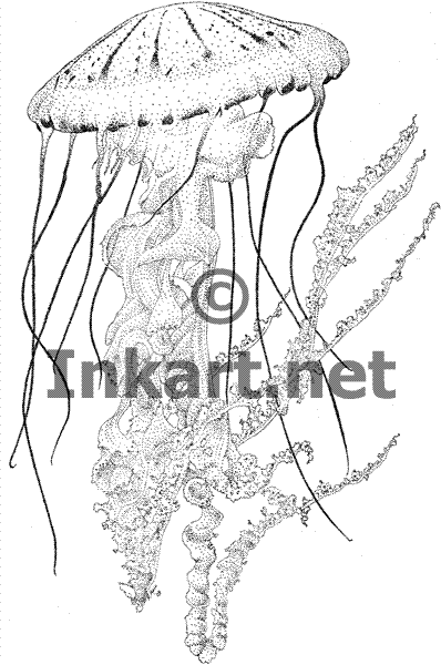398x600 Purple Striped Jellyfish (Pelagia Panopyra) Line Art And Full