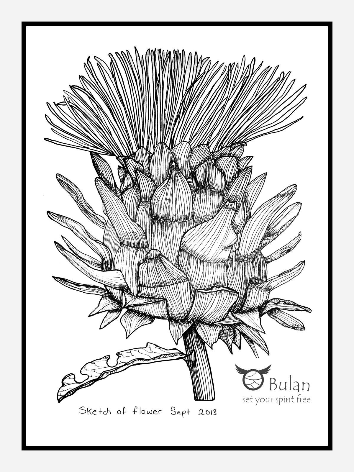 1200x1600 Sketch Of The Day No 133 Purple Cardoon The Crazy Bag Lady