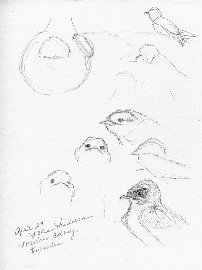 672x900 Sketching In Nature Purple Martins Vickie Henderson
