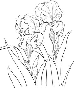 236x281 How To Draw An Iris Flower Step By Step Drawing Tutorials