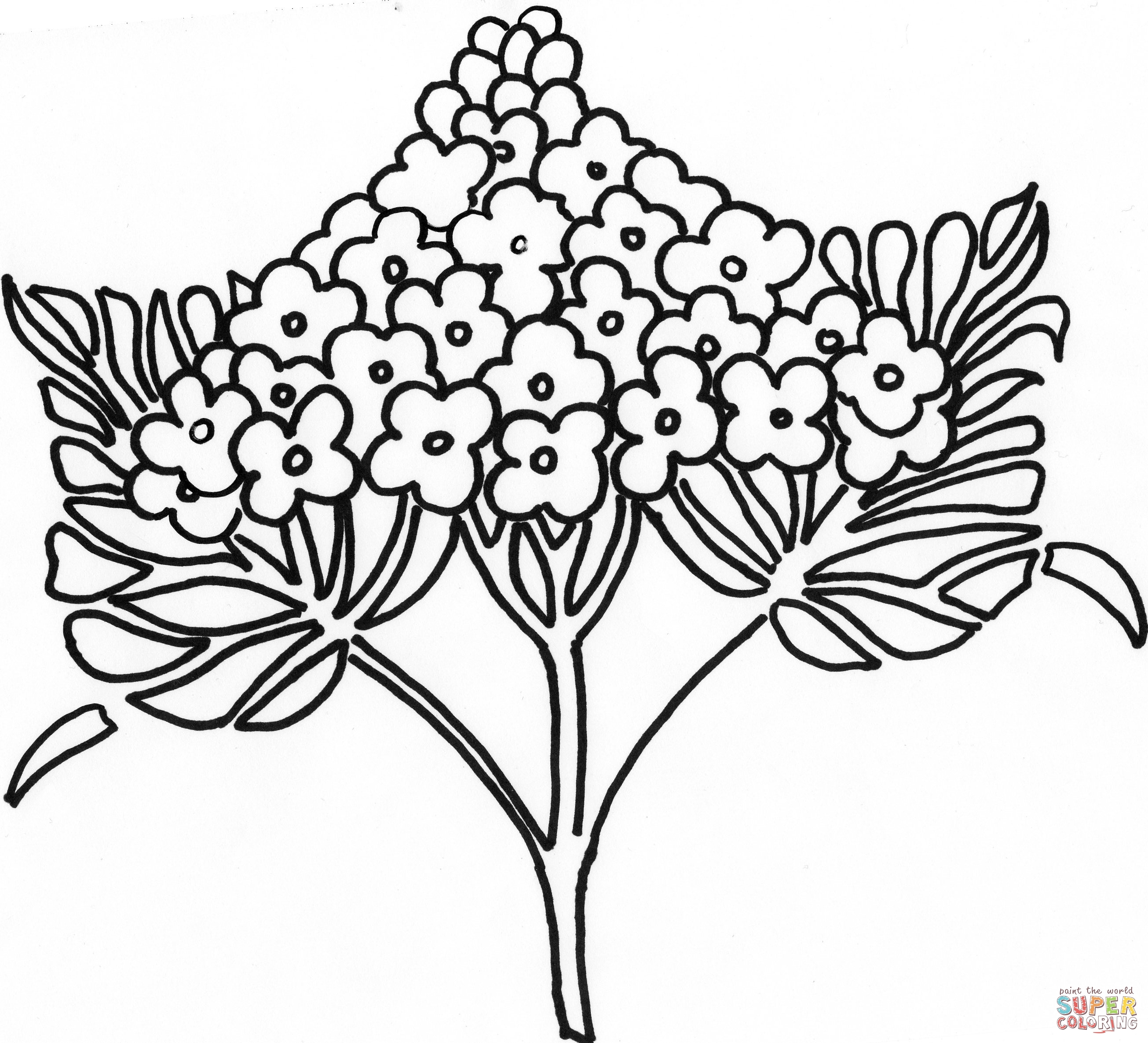 2610x2370 Purple Lilac Coloring Page Free Printable Coloring Pages