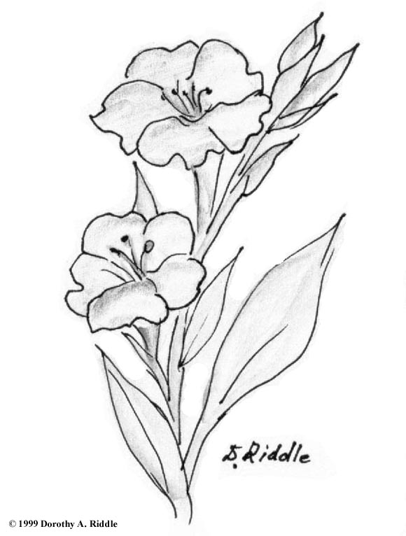 580x766 Violet Coloring Pages