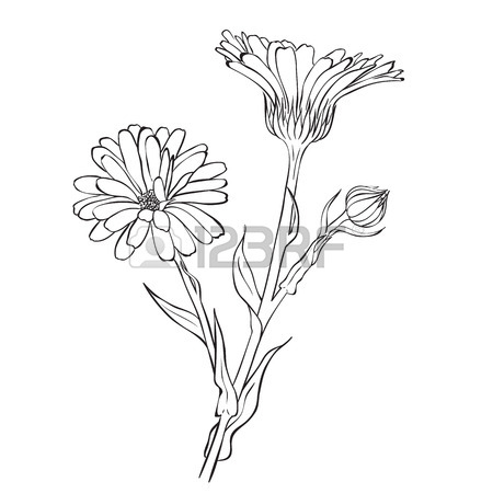 450x450 Hand Drawn Flowers