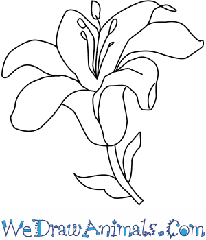 300x350 How To Draw A Lily Flower