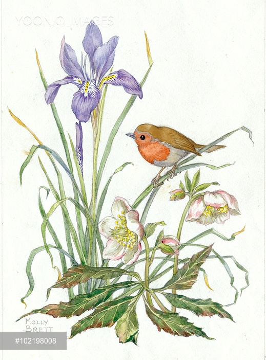 519x700 Illustration By Molly Brett Featuring Robin, Purple Irisnd