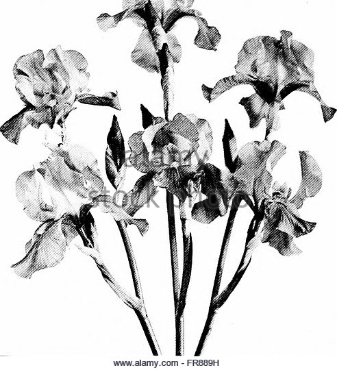 492x540 Iris Flower Black And White Stock Photos Amp Images
