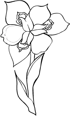 288x480 Iris Flower Coloring Page Free Printable Coloring Pages