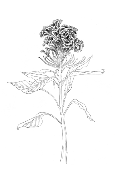 400x600 Janet Parker Portfolio