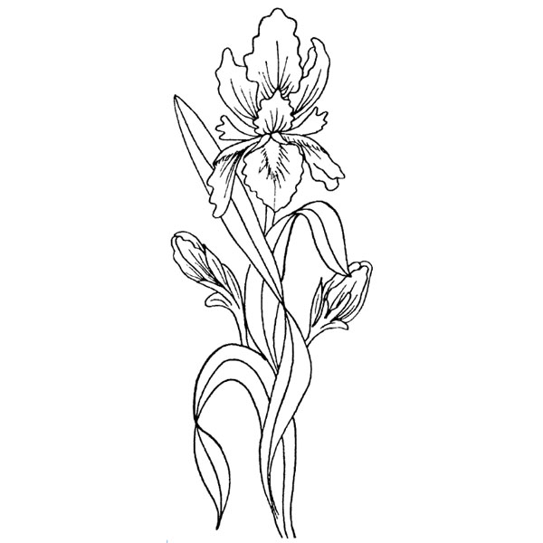 600x600 Purple Daisy Design C 586 Small Iris