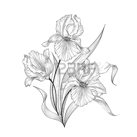450x450 5,839 Iris Flower Stock Illustrations, Cliparts And Royalty Free
