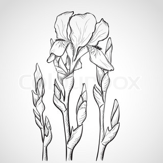 320x320 Sketch With Iris Flowers Stock Vector Colourbox